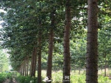河南周口：培育出不飞絮的杨树新品种