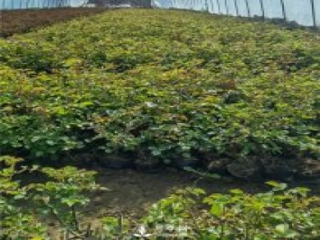 各类盆栽月季上市，南阳杯苗基地全国批发中
