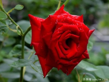 2023年情人节十大玫瑰品种销量榜，卡罗拉位居首位