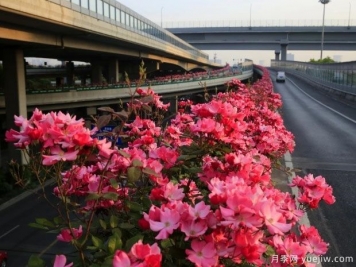 30万株新品种，杭州高架月季会带来什么样的惊喜？