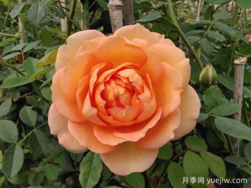 中国月季：欧洲玫瑰花的祖宗，为世界园艺做出了巨大贡献
