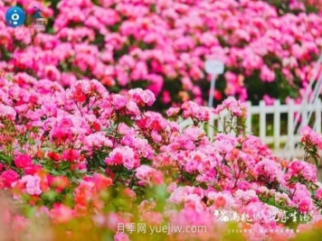 2024年第二届杭州市月季花展举办，赏500万株月季