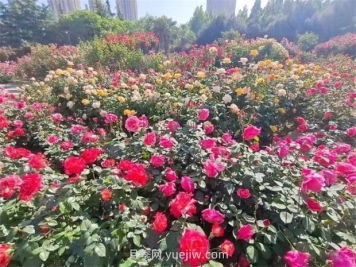 郑州月季公园40万株月季竞相绽放，感受花漾生活