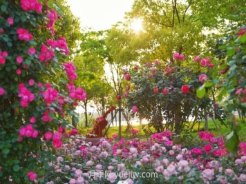 上海前滩休闲公园，月季花海盛景等你赏
