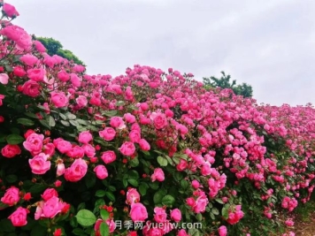上海放鹤谷无门票，30万朵200多种月季开成了花海
