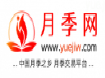 中国上海龙凤419，月季品种介绍和养护知识分享专业网站